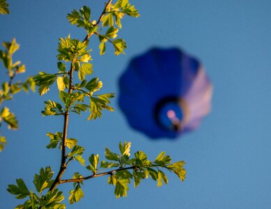 Tree growth hot-air balloon
