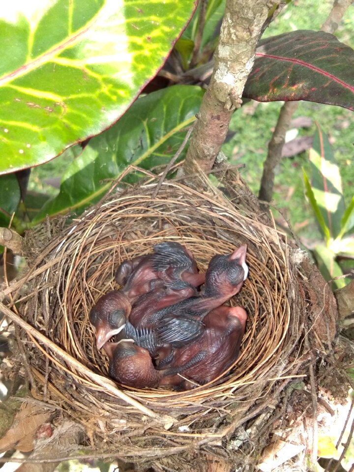 Nature young babies photo