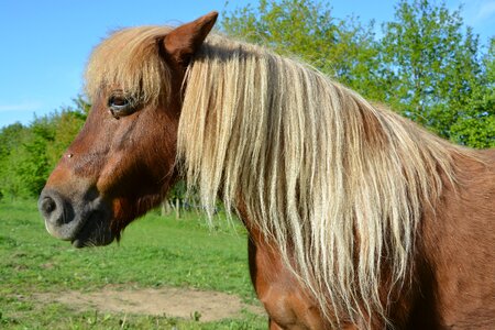 Pony sorrel mane washed brown photo