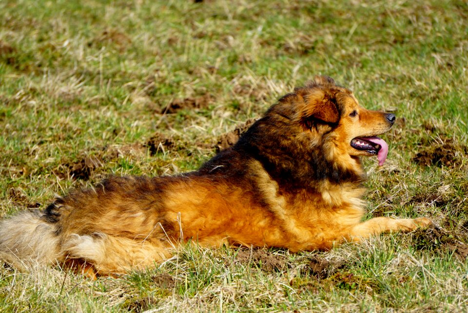 Pet dog cute