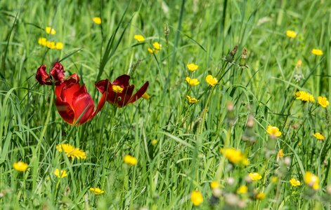 Grass summer plant photo