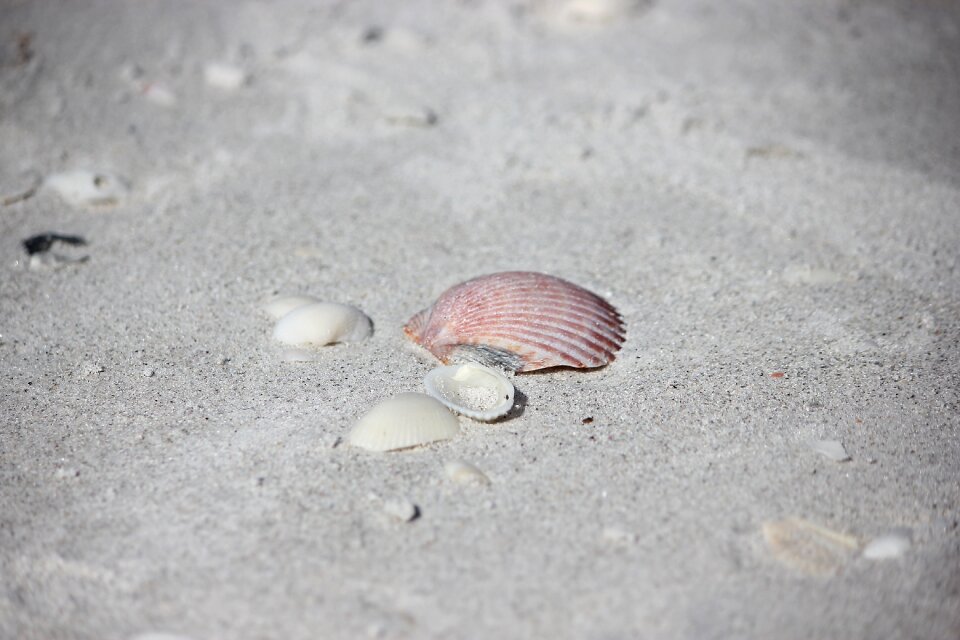 Ocean sea shell photo