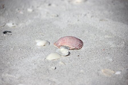 Ocean sea shell
