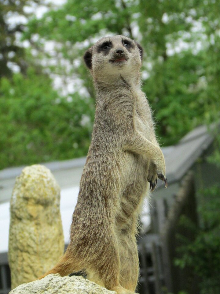 Animal world mammal cute