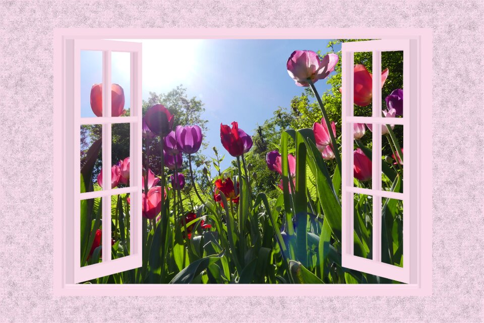 Tulips flowers plant