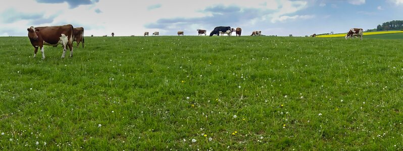 Pasture meadow agriculture