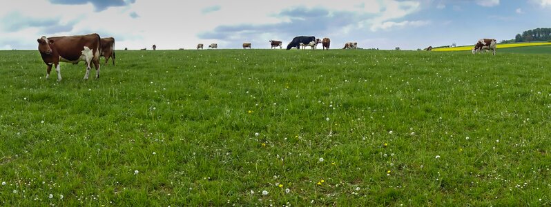 Pasture meadow agriculture photo