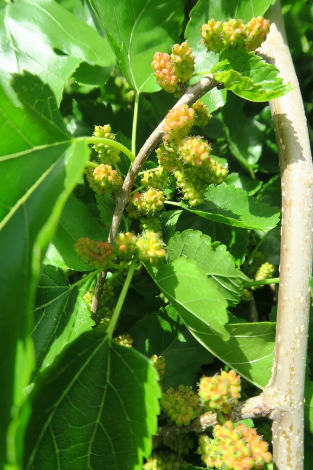 Nature leaves food