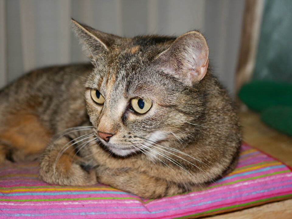 Mammal portrait pet