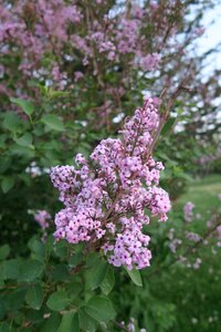 Plant tree nature photo