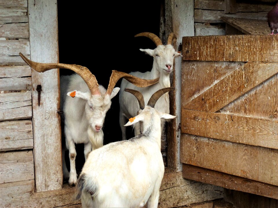 Goat livestock domestic