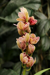 Flower sheet garden