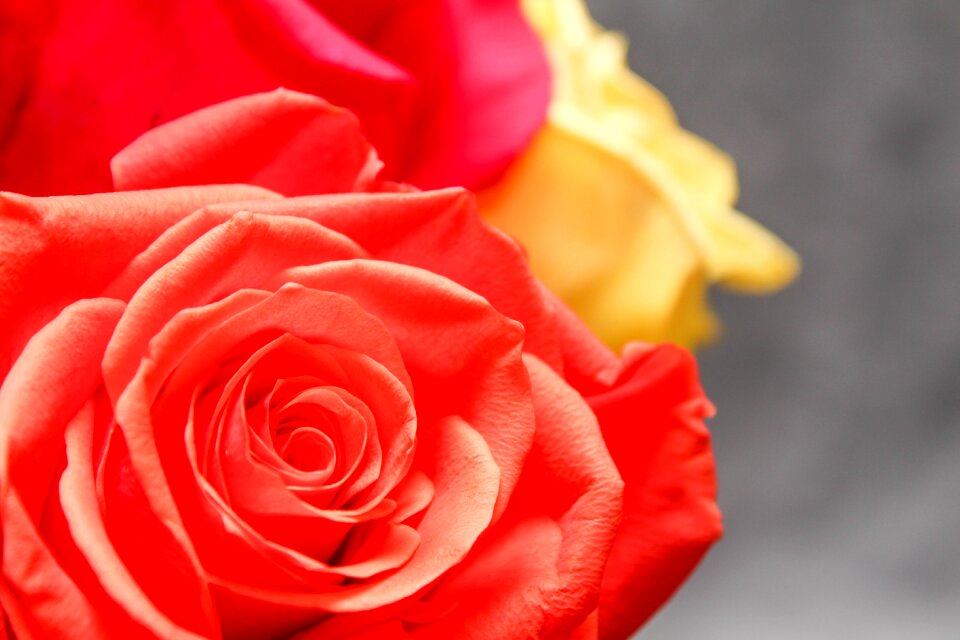 Love romance red love