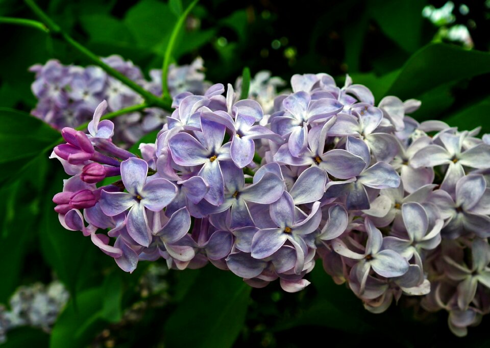 Sprig plant nature