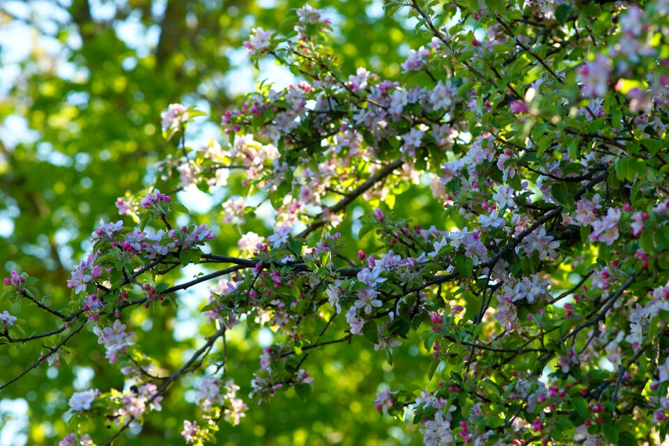 Plant season apple tree