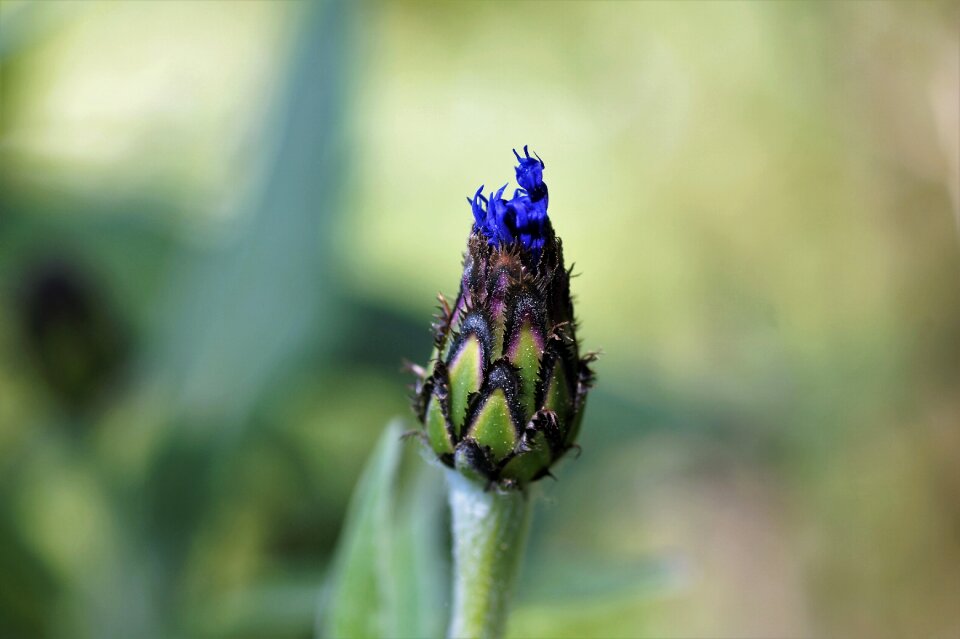 Blue vernal develops