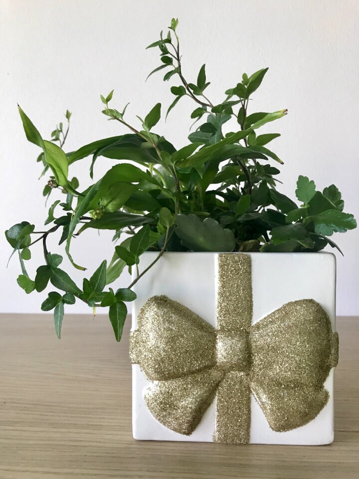 Room flower nature in the apartment green