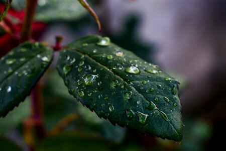 Nature outdoors rain photo