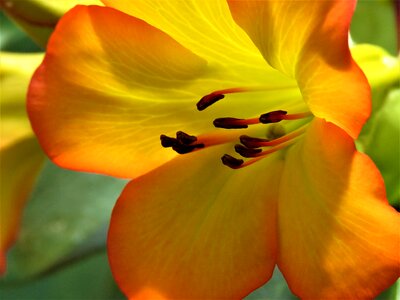 Garden leaf petal photo