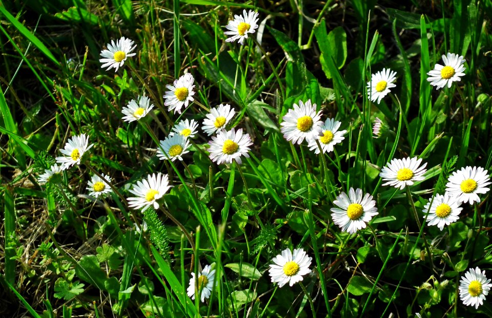 Daisies spring lawn