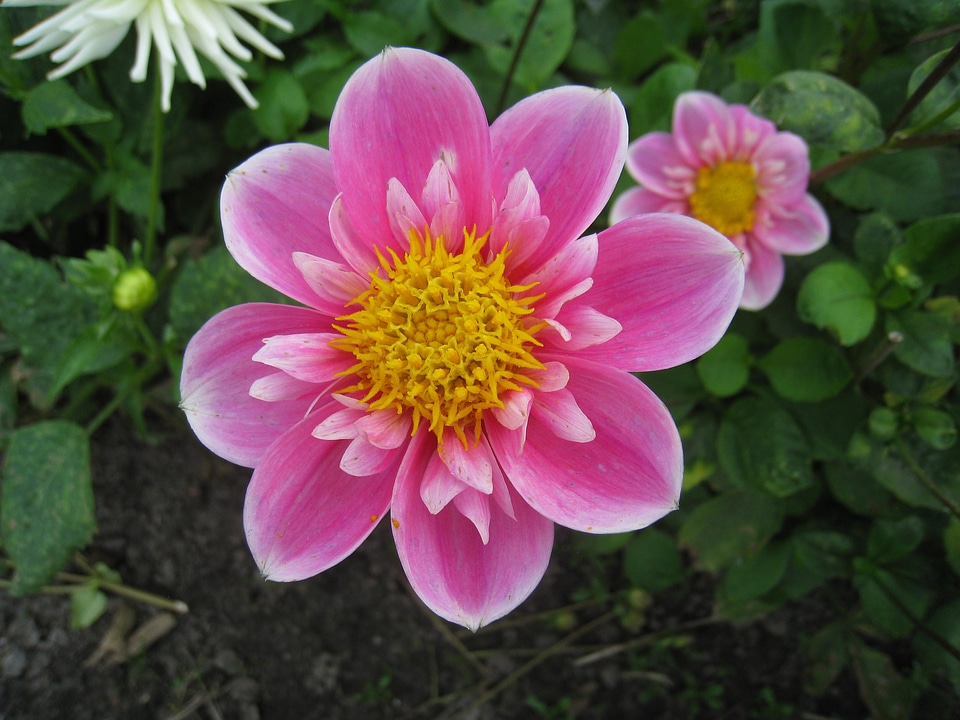 Colors pink yellow