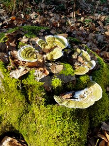Moss wood tree