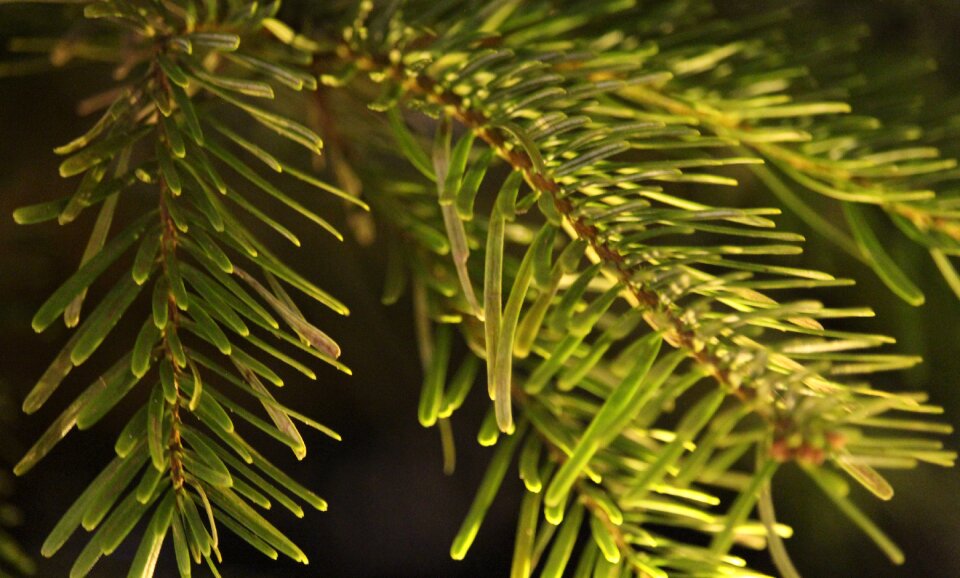 Needle tree nature photo