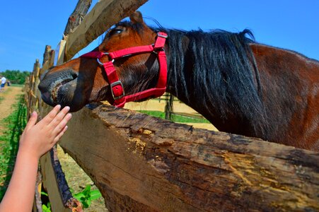 Outdoors farm horse