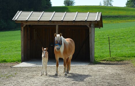 Mare foal Free photos photo