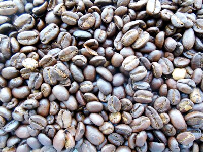 Food seed crop