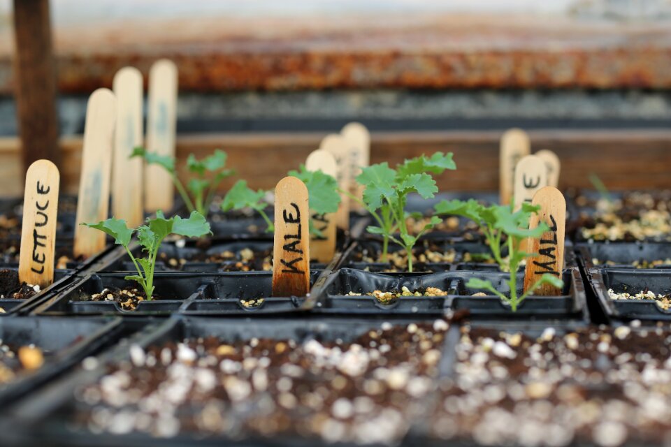 Seedling greenhouse agriculture