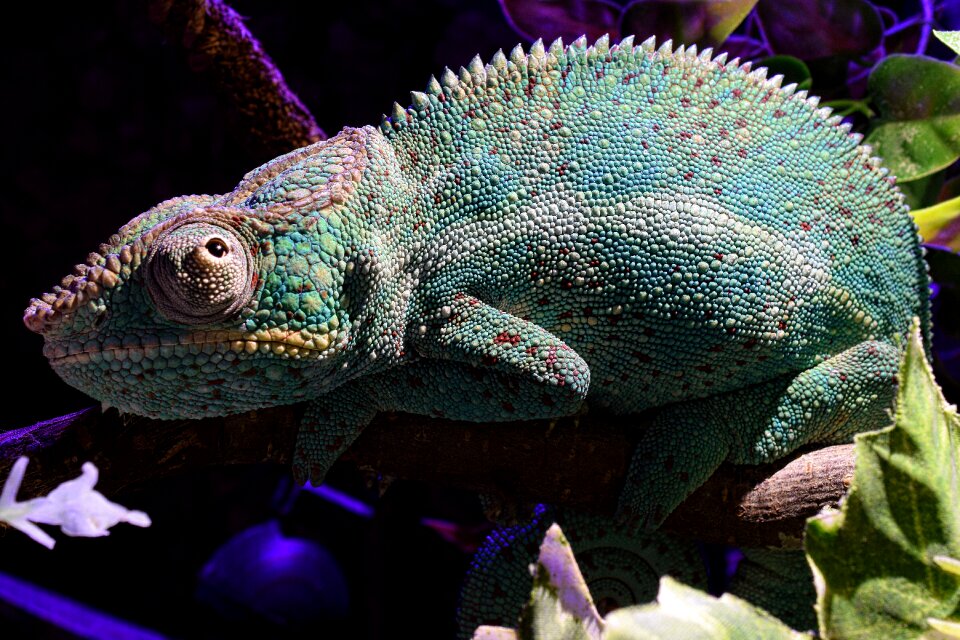 Head close up tropical