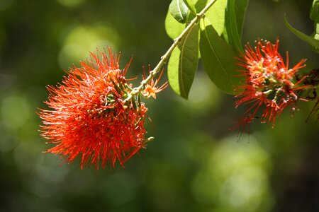 Native bush prickly
