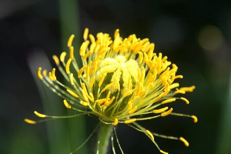 Summer faded stamen