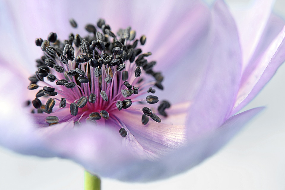 Bloom purple meadow