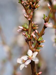 Branch outdoors cherry bush