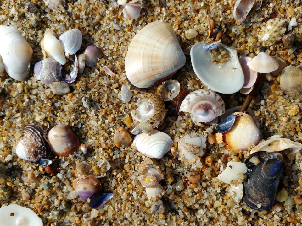 Clamshell sea sand