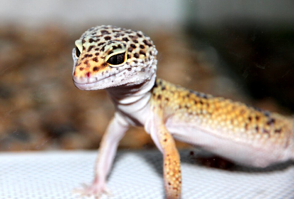Reptile nature living nature