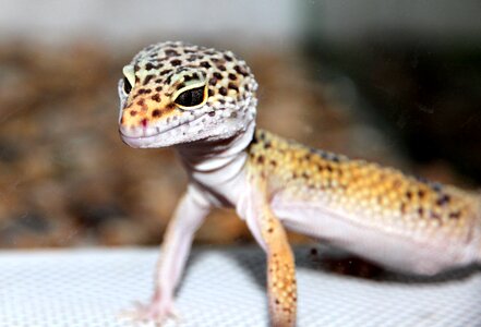 Reptile nature living nature