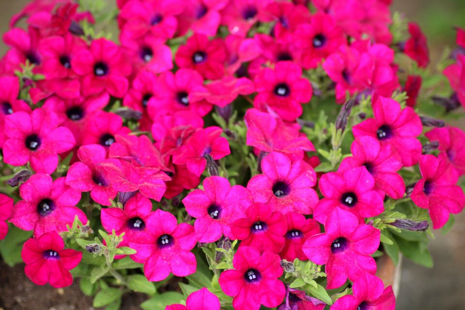 Flower plant nature