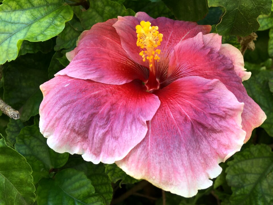 Garden pink petals petals