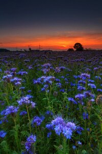 Flower plant field photo