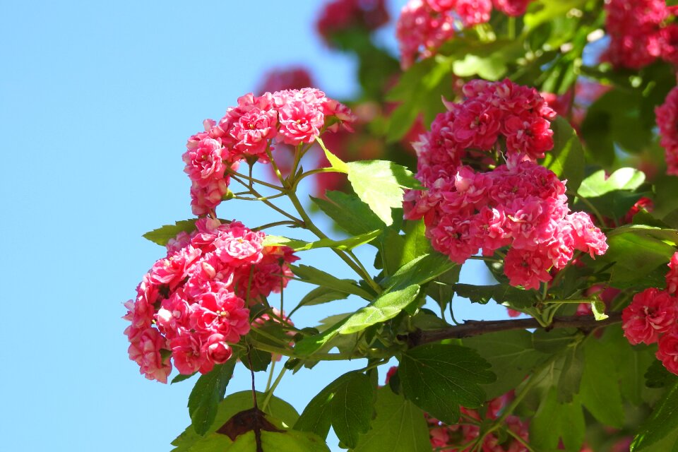 Leaf bush tree
