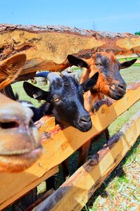 Farm goat goats photo