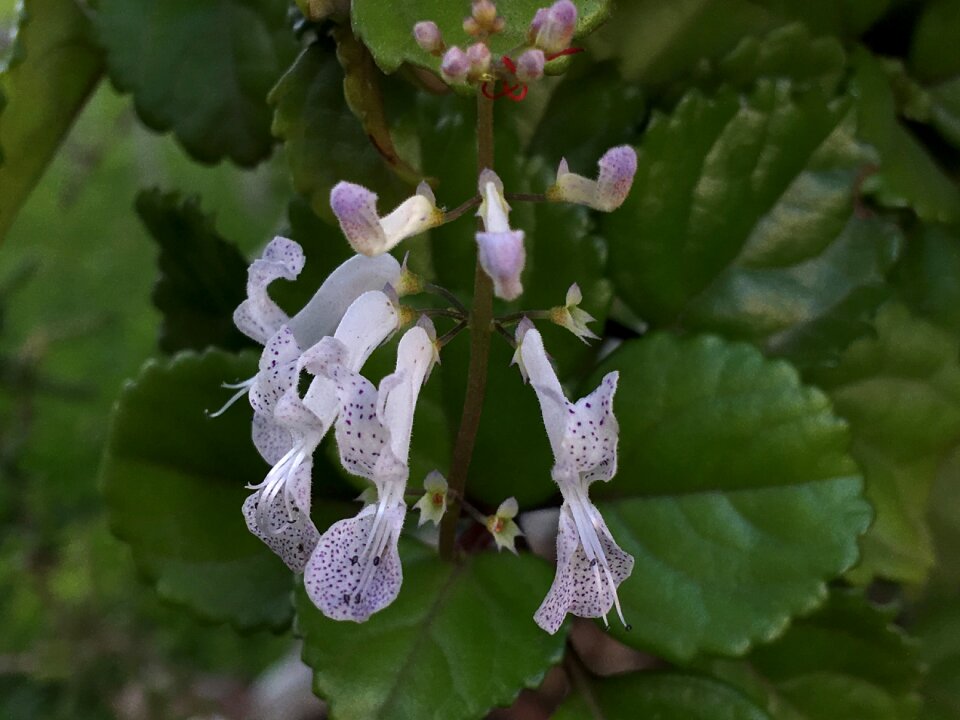 Tiny petals small - Free photos on creazilla.com