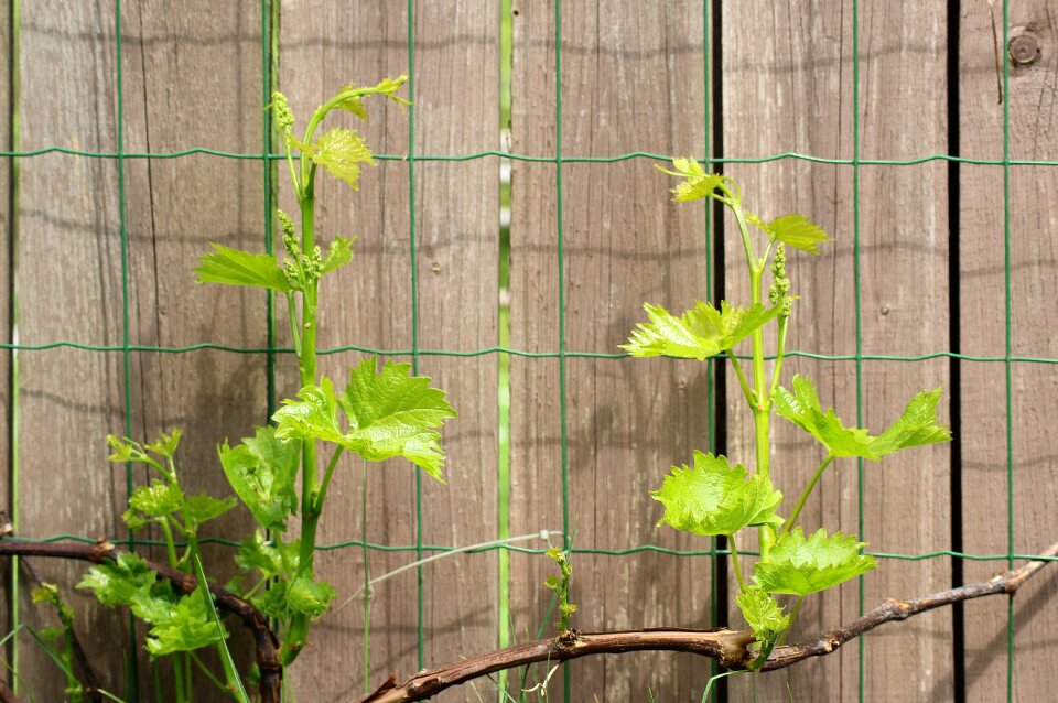 Plant nature leaf