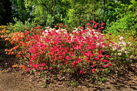 Bloom pink nature