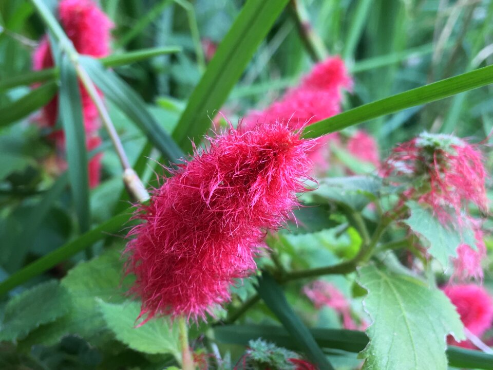 Red botany garden