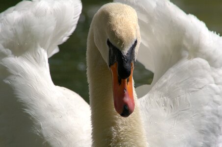 Swan white Free photos