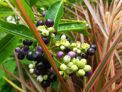 Fruit green violet